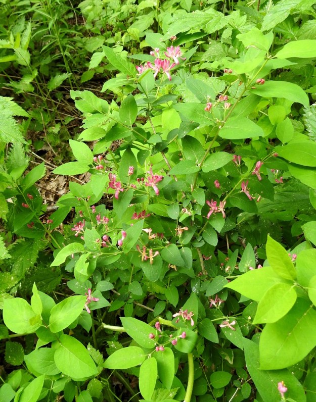 Lonicera tatarica - rusokuusama jää puuston varjostuksessa usein matalaksi vesakoksi tai pieneksi ja yksittäis- tai harvavartiseksi pensaaksi. U, Helsinki, Myllypuro, Kolsintien ja Sarsantien välisen metsikön ja pienen niittylaikun raja Myllärintien itäpuolella, 31.5.2024. Copyright Hannu Kämäräinen.