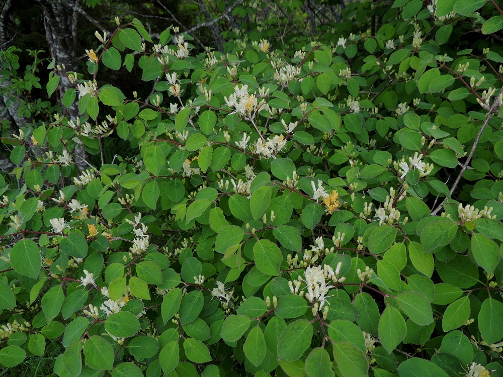 Lonicera xylosteum - lehtokuusama on harittavahaarainen ja yleensä tuuhea peittäen kasvualansa parhaimmillaan täysin. Normaali kukinta-aika on toukokuun loppupuolelta kesäkuulle. A, Lemland, eteläpää, Björkö, Herröskatanin luonnonsuojelualue, eteläosan kallioketoalueen laide, 30.5.2013. Copyright Hannu Kämäräinen.