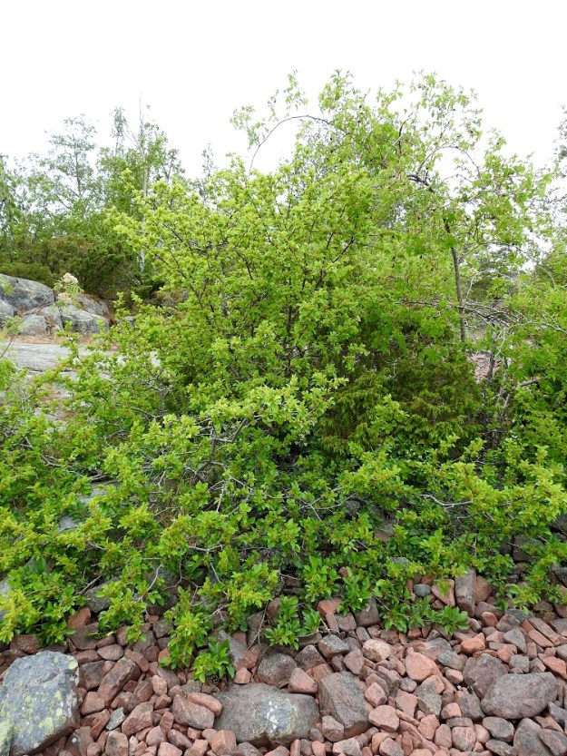 Rhamnus cathartica - orapaatsaman pensasmaisten yksilöiden kasvutapa vaihtelee pystyistä varsiryhmistä yksittäisvarsiin ja maata myöten lamoaviin haara- ja oksapeittoihin. A, Lemland, Björkö, Herröskatanin luonnonsuojelualue, eteläkärjen rantakalliot, 19.6.2023. Copyright Hannu Kämäräinen.