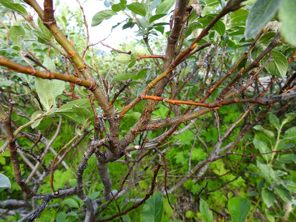 Salix lanata - villapajun varret, päähaarat ja oksat ovat tanakat, yleensä levittäytyvät ja usein runsaahkosti sekä haarajatkoisesti haarovat. Varret, haarat ja vanhemmat oksat ovat harmaan- tai punertavanruskeat. EnL, Enontekiö, Kilpisjärvi, Kilpisjärven ranta Retkeilykeskuksen venelaiturin pohjoispuolella, lähellä vesirajaa, 475 m mpy, 10.7.2018. Copyright Hannu Kämäräinen.