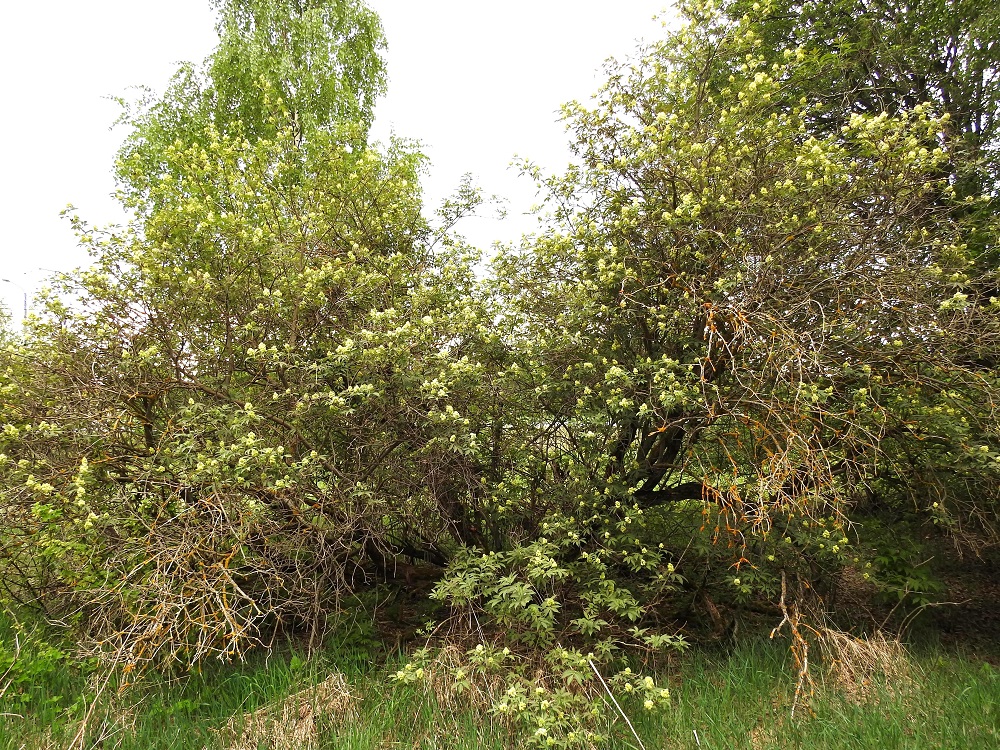 Sambucus racemosa - terttuselja on noin 2-4 m korkea, ja siitä voi toisinaan kehittyä myös pieni, monirunkoinen puu. EH, Hämeenlinna, Kirstula, Tuiskula, Pälkäneentien (tie 57) itäpuolinen, Vanajaveden rantametsään rajoittuva peltoaukea, vanhan ladon metsittynyt ympäristö, 16.5.2018. Copyright Hannu Kämäräinen.