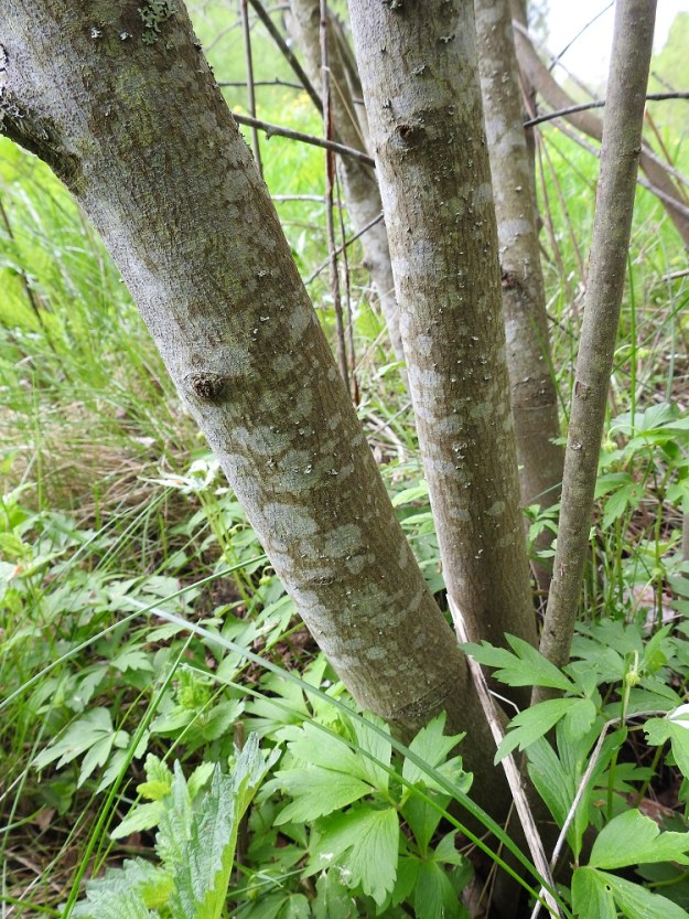 Amelanchier spicata - isotuomipihlajan varret, jotka paksuimmillaan ovat puumaisen vankat, ja päähaarat ovat harmaanruskeat, sileähköt sekä vanhetessaan jossain määrin matalauurteiset. EH, Hämeenlinna, Loimalahti, Kuokkamaa, Sammontien laita Myllyojan länsipuolella, ojanlaitametsikön reuna, 22.5.2021. Copyright Hannu Kämäräinen.