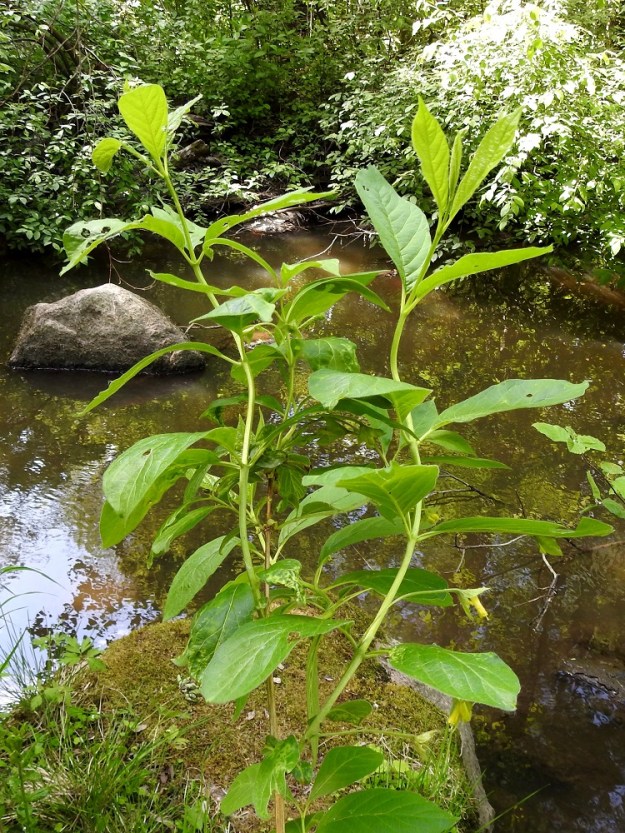 Lonicera involucrata - kehtokuusaman nuoret oksat ja edellisen vuoden vuosikasvaimet ovat pitkät, vaaleanruskehtavat ja nelikulmaiset. Kuluvan vuoden vuosikasvaimet ovat oksissa yksittäin tai kaksittain. Ne ovat vihreät ja ruskistuvat loppuvuoteen mennessä. 9.6.2023. Copyright Hannu Kämäräinen.