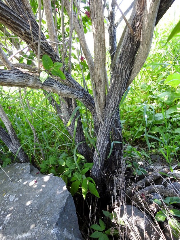 Lonicera tatarica - rusokuusaman varret, päähaarat ja oksat ovat harmaat tai ruskehtavanharmaat ja ontot. Vanhat varret ja haarat ovat syväuurteiset. 10.6.2023. Copyright Hannu Kämäräinen.