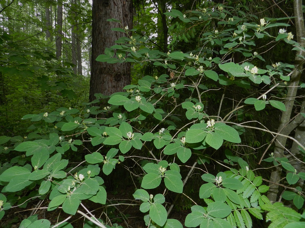 Lonicera xylosteum - lehtokuusama on metsän varjossa kasvaessaan harvahaaraisempi. Varret, päähaarat ja oksat ovat harmaat tai ruskehtavanharmaat ja ontot. Haarat ovat varsissa vastakkain. EH, Hämeenlinna, Pullerinmäki, Viisari, Kahtoilammentien varressa olevan metsikön reunama, 1.6.2012. Copyright Hannu Kämäräinen.