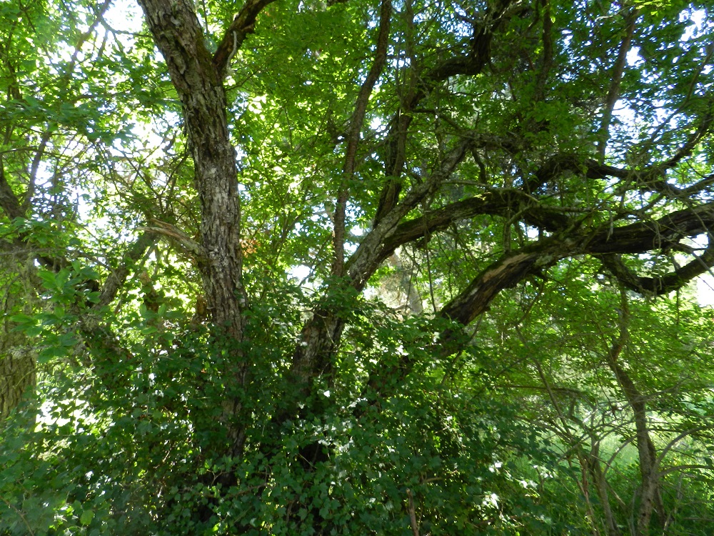 Rhamnus cathartica - orapaatsaman vanhat, puumaiset yksilöt ovat usein monirunkoisia ja -haaraisia. Niiden kuori on uurteinen ja liuskoina hilseilevä. Kuvan yksilön haarat ovat paksuimmillaan noin 20 cm läpimitaltaan. V, Kemiönsaari, (aik. Dragsfjärd), Hiittisten saaristo, Örö, saaren lounaispää, Södernäbben, 6" tykkipatterin kasarmialueen lähistöllä oleva niittypohjainen metsikkö, 14.7.2012. Copyright Hannu Kämäräinen.