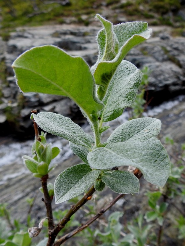 Salix lanata - villapajun edellisen vuoden vuosikasvaimet ovat vihertävänruskeat - punaruskeat ja 2-4 mm paksut. Uudet vuosikasvaimet ovat tiheäkarvaiset ja aluksi vihertävät mutta tummuvat loppukesään mennessä edellisen vuoden vuosikasvainten kaltaisiksi. EnL, Enontekiö, Kilpisjärvi, Mallan luonnonpuisto, Iso-Mallan eteläinen alarinne, Kitsijoen Kitsiputouksen tyvirotkon suualue, uoman laide, 645 m mpy, 9.7.2018. Copyright Hannu Kämäräinen.