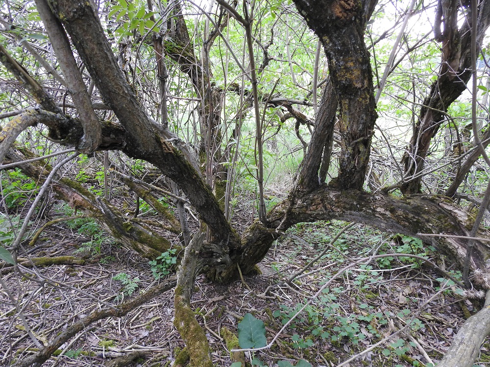 Sambucus racemosa - terttuseljan vanhat rungot ja päähaarat ovat iän myötä rosoutuvat, uurteiset ja liuskoina hilseilevät. EH, Hämeenlinna, Kirstula, Tuiskula, Pälkäneentien (tie 57) itäpuolinen, Vanajaveden rantametsään rajoittuva peltoaukea, vanhan ladon metsittynyt ympäristö, 16.5.2018. Copyright Hannu Kämäräinen.