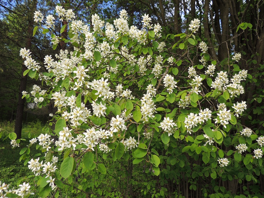 Amelanchier spicata - isotuomipihlaja kukkii näyttävästi touko-kesäkuussa. EH, Hämeenlinna, Ahvenisto, harjualueen eteläpään laita Ahvenistontien pohjoispuolella, 24.5.2013. Copyright Hannu Kämäräinen.