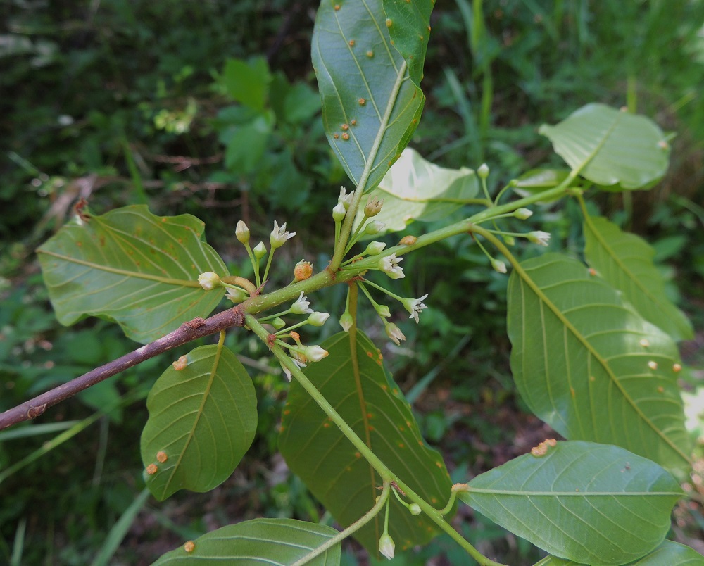 Frangula alnus - korpipaatsaman kukat ovat pienet ja vaatimattomat. Ne ovat lehtihankaisesti noin kahdesta kuuteen kukan viuhkoina. Kun lehdet ovat hyvin lähekkäin, kuten kuvassa, kukinto vaikuttaa näennäisesti monikukkaisemmalta viuhkolta. Nuoret oksat ja edellisen vuoden vuosikasvaimet ovat harmaan- tai punaruskeat ja vaaleapilkkuiset. Kuluvan vuoden vuosikasvaimet ovat aluksi vihertävät, pian punertuvat ja lopulta punaruskeat. Korpipaatsaman lehtiä ja kukintoja vaivaa usein paatsaman-heinänruoste, Puccinia coronata. Sieni synnyttää oranssinkeltaisia, pyöreitä kasvustoja. U, Hyvinkää, lounaiskulma, Kalkkivuorentien päässä, sen itäpuolella olevan Kalkkivuoren eteläpuolinen metsä, luonnonsuojelualue, 8.6.2013. Copyright Hannu Kämäräinen.