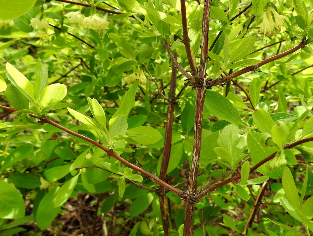 Lonicera caerulea - sinikuusaman haarat ja vuosikasvaimet ovat varsissa ja oksissa vastakkain. Aikaisemmissa vuosikasvaimissa olevista silmuista puhkeavat uudet, vehreät vuosikasvainversot. 30.5.2022. Copyright Hannu Kämäräinen.