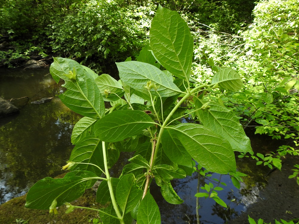 Lonicera involucrata - kehtokuusama ei ole alunperin suomalainen eikä eurooppalainenkaan laji, vaan on kotoisin Pohjois-Amerikasta, josta se on tuotu koristekasviksi Eurooppaan ja myös Suomeen. Alkuperäisalueellaan se kasvaa merenpinnasta aina 2 900 metriin saakka ja viihtyy mm. kosteapohjaisissa metsissä sekä kosteikkojen laitamilla. Kuvasarjan karkulaiskasvupaikallaan, Glimsinjoen luonnonsuojelualueella, se tuntee elinympäristönsä varmasti hyvin "kotoisaksi". 9.6.2023. Copyright Hannu Kämäräinen.