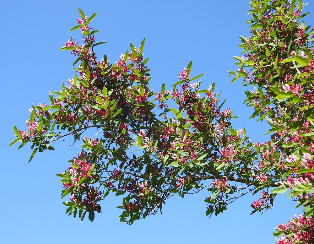 Lonicera tatarica - rusokuusaman alkuperäinen esiintymisalue yltää Venäjän lounaislaidan Euroopan puoleisista osista Länsi-Aasiaan. Ei ole ihme, että siitä on tullut lähes ympäri Euroopan yleisehkö koristekasvi, joka on villiytynyt laajasti myös luonnonympäristöön. Suomessa se menestyy lähes koko maassa pohjoisinta Lappia lukuun ottamatta. Siellä täällä Etelä- ja Keski-Suomessa se on päässyt myös villiytymään. Kasviatlaksen pohjoisin tuoreempi havainto on Perä-Pohjanmaan eliömaakunnasta, Kemistä. 10.6.2023. Copyright Hannu Kämäräinen.