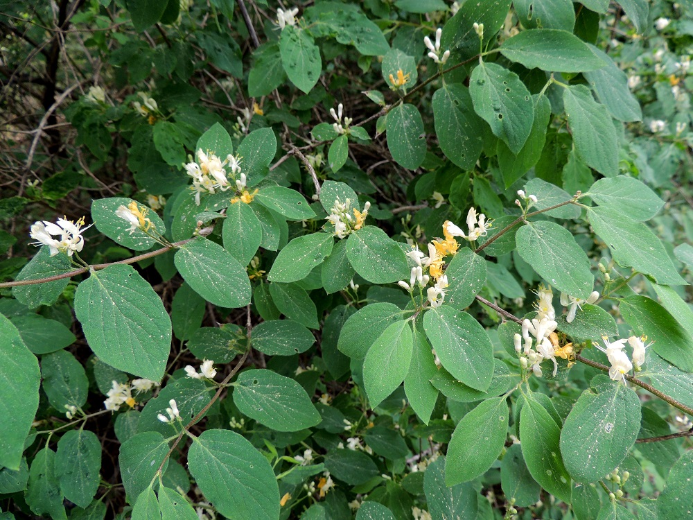 Lonicera xylosteum - lehtokuusaman vuosikasvaimet ovat aluksi vihertävät, viininpunaiset tai punaruskeat ja ne harmaantuvat loppuvuoteen mennessä. Lehdet ovat ruodilliset ja vuosikasvaimissa vastakkain. Kukinnot ovat lehtihankaiset. EH, Hämeenlinna, Pullerinmäki, Viisari, Kahtoilammentien varressa olevan metsikön reunama, 25.5.2014. Copyright Hannu Kämäräinen.