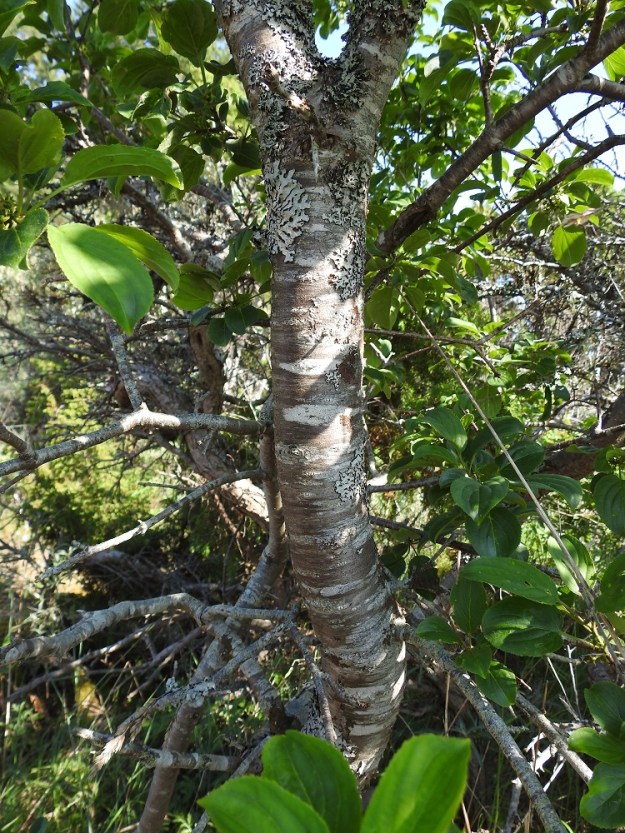 Rhamnus cathartica - orapaatsaman runko ja päähaarat ovat harmaat, ruskehtavanharmaat tai tummanharmaat ja nuorempana sileähköt. A, Eckerö, Skag, Kråkskär, erilleen kuroutuneen merenlahden, Fladanin pohjoispuolinen kallioalue, 21.6.2023. Copyright Hannu Kämäräinen.