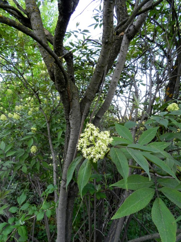 Sambucus racemosa - terttuseljan varret ja päähaarat ovat harmaat tai ruskeanharmaat. EH, Hämeenlinna, Kirstula, Riihimäen kaakkoislaita, Pälkäneentien (tie 57) ja Kirstulantien välinen metsikkökaista, 23.5.2012. Copyright Hannu Kämäräinen.