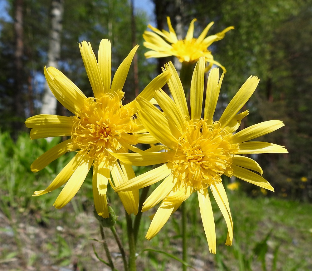 Scorzonera humilis - harjusikojuuren varsinaisen kukinnon muodostavat kukintomykeröt ovat varren ja mahdollisten haarojen kärjessä yksittäin. Mykerössä on noin 90-120 keltaista ja tukisuomutonta kielikukkaa, joiden kieli on lähes tasasoukka, noin 2-4 mm leveä ja kärjestään viisihampainen. Niistä noin 20-25 ulointa on selvästi muita pitempiä ja noin 30-35 mm pitkiä. Sisemmät kielikukat ovat kukinnan alkuvaiheessa lyhyitä mutta ovat lopulta noin 15-20 mm pitkiä. 30.5.2025. Copyright Hannu Kämäräinen.