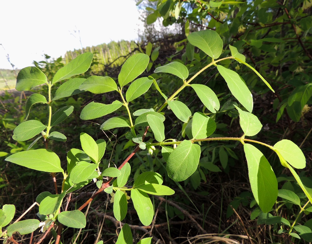 Lonicera caerulea - sinikuusaman vuosikasvaimet ovat aluksi kellanvihreät mutta tummenevat punaruskeiksi marjojen kypsymiseen mennessä. Ne ovat yleensä siirottavakarvaiset ja harvoin kaljut. Lehdet ovat vuosikasvaimissa vastakkain. 24.5.2013. Copyright Hannu Kämäräinen.