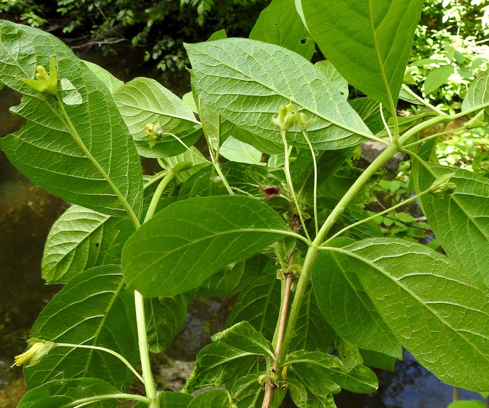 Lonicera involucrata - kehtokuusaman lehdet ovat ruodilliset ja vuosikasvaimissa vastakkain tai toisinaan, kuten kuvassa, kolmittain. Lehtiruoti on yleensä noin 8-10 mm pitkä. Kukat ovat lehtihangoissa vastakkain tai harvoin kolmittain. 9.6.2023. Copyright Hannu Kämäräinen.