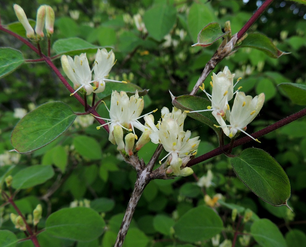 Lonicera xylosteum - lehtokuusaman vuosikasvaimet ovat hieman hilseilevissä oksissa vastakkain kärkikasvainta lukuun ottamatta. Vuosikasvainten tyvellä näkyvät vielä versojen harmaanruskeat ja lyhytkarvaiset silmusuomut. Kukinnot ovat pystyt ja lehtihangoissa vierekkäin. A, Lemland, eteläpää, Björkö, Herröskatanin luonnonsuojelualue, eteläosan kallioketoalueen laide, 30.5.2013. Copyright Hannu Kämäräinen.