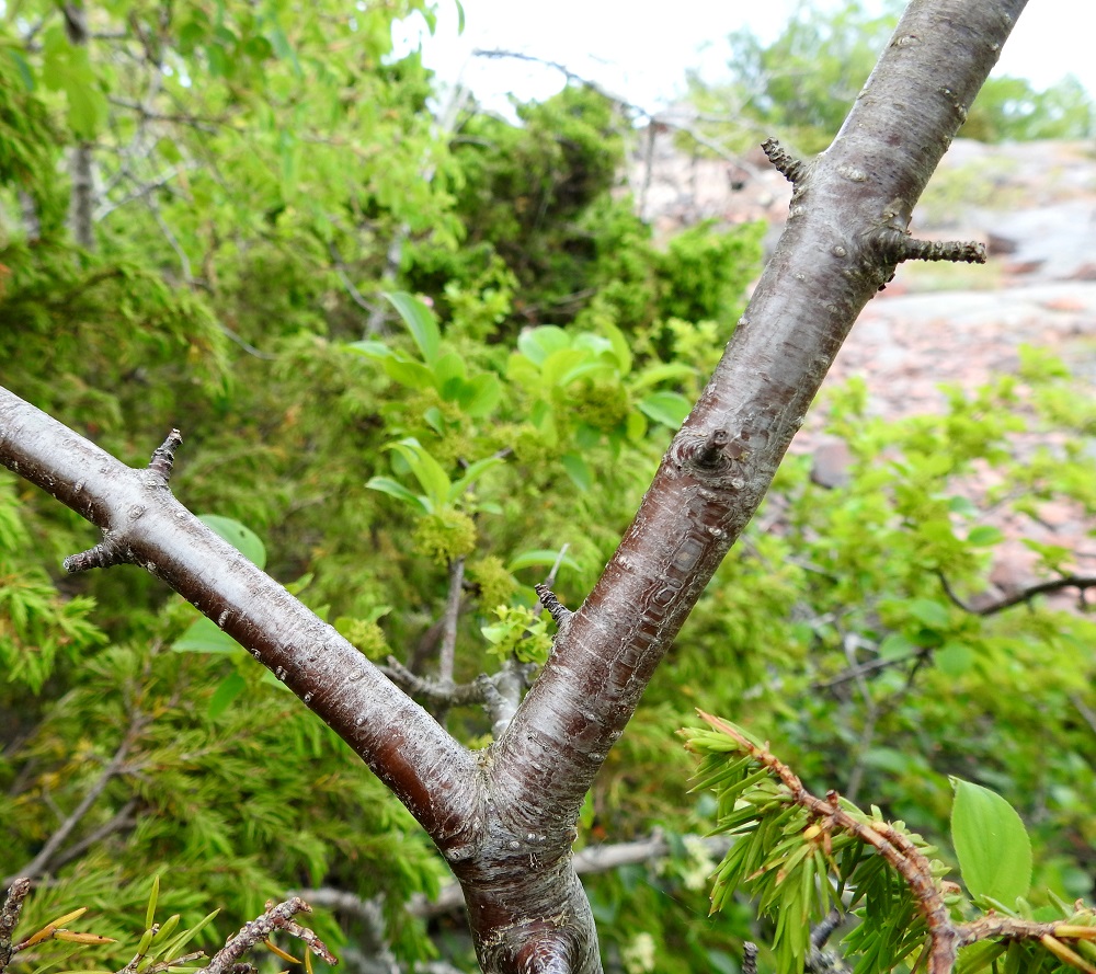 Rhamnus cathartica - orapaatsaman nuoremmat haarat ja niiden pääoksat ovat puna- tai harmaanruskeat ja kiiltävähköt. Niissä on usein runsaahkosti kuolleita ja pinnaltaan rypyliäisiä lyhytversoja. A, Lemland, Björkö, Herröskatanin luonnonsuojelualue, eteläkärjen rantakalliot, 19.6.2023. Copyright Hannu Kämäräinen.