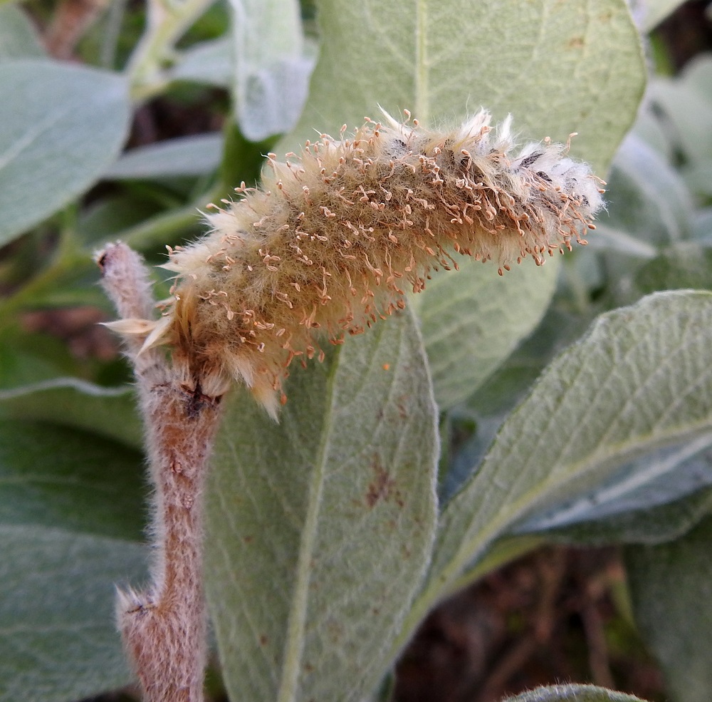 Salix lanata - villapajun norkkoperä on hyvin lyhyt (-5 mm) tai lähes puuttuva. Siinä on yhdestä kolmeen lehteä, jotka ovat kukintavaiheessa vain noin 3-10 mm pitkiä ja noin 2-5 mm leveitä. Hedenorkot varisevat kukinnan jälkeen kokonaisina pois. Norkon tyvellä olevat pienet lehdetkin näyttävät lakastuvan yhdessä norkon kanssa. Edellisen vuoden vuosikasvaimet, joissa norkot ovat, ovat tiheästi vaalean villakarvaiset mutta alkavat kesän kuluessa kaljuuntua tyveltä alkaen. EnL, Enontekiö, Kilpisjärvi, Kilpisjärven ranta Retkeilykeskuksen venelaiturin pohjoispuolella, lähellä vesirajaa, 475 m mpy, 10.7.2018. Copyright Hannu Kämäräinen.