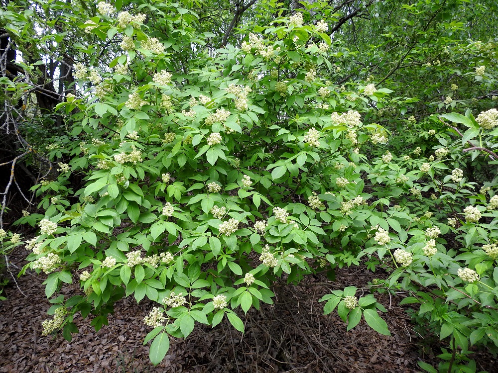 Sambucus racemosa - terttuseljan nuoret oksat ovat yleensä pitkät, kaareutuvat, hontelot ja harvahaaraiset. Niissä olevat uudet, lehdekkäät ja kukinnolliset vuosikasvaimet ovat tavallisesti oksissa pareittain vastakkain. EH, Hämeenlinna, Kirstula, Tuiskula, Pälkäneentien (tie 57) itäpuolinen, Vanajaveden rantametsään rajoittuva peltoaukea, vanhan ladon metsittynyt ympäristö, 16.5.2018. Copyright Hannu Kämäräinen.