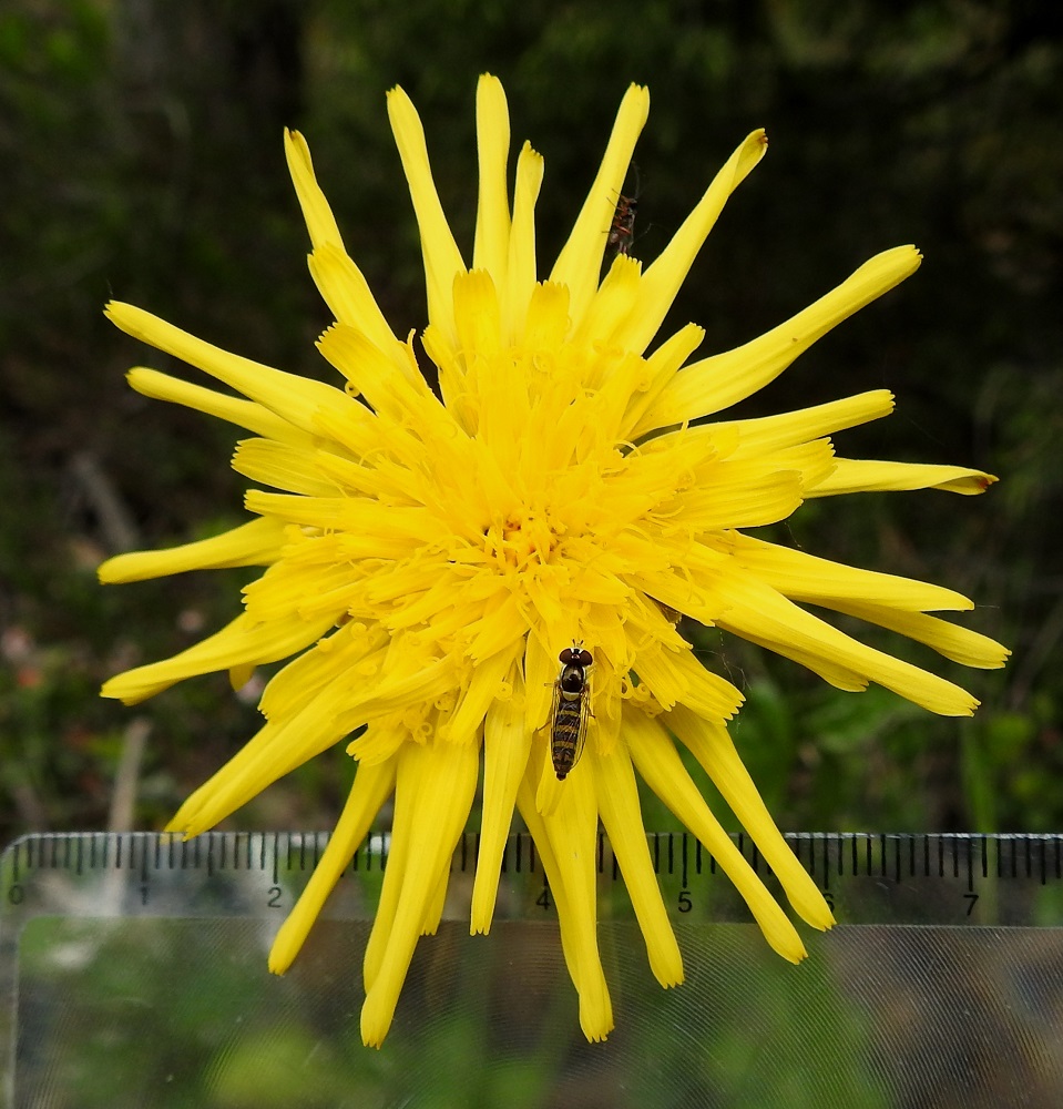 Scorzonera humilis - harjusikojuuren mykerö on kukintavaiheestakin riippuen tavallisesti noin 45-65 mm leveä ja avoinna vain päivän valoisaan aikaan. Kukkien pölyttäjinä toimivat ainakin pistiäiset, kukkakärpäset ja päiväperhoset. 30.5.2025. Copyright Hannu Kämäräinen.