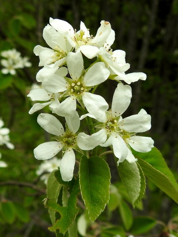 Amelanchier spicata - isotuomipihlajan kukintotertut ovat noin 8-15-kukkaiset. Tertun alimmat kukat ovat usein vuosikasvaimen ylimpien lehtien hangassa. Teriö on säteittäinen ja yleensä noin 15-20 mm leveä. Terälehtiä on viisi. Ne ovat kärkiosastaan lähinnä soikeat, pyöreä- tai tylppäpäiset ja tyviosastaan kynneksi kapenevat. Pituutta niillä on tavallisesti noin 7-10 mm ja leveyttä leveimmältä kohtaa noin 3-4,5 mm. EH, Hämeenlinna, Loimalahti, Kuokkamaa, Sammontien laita Myllyojan länsipuolella, ojanlaitametsikön reuna, 22.5.2021. Copyright Hannu Kämäräinen.