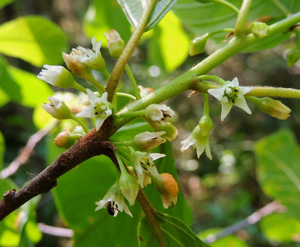 Frangula alnus - korpipaatsaman normaali kukinta-aika on kesä-heinäkuussa. Kukat ovat kaksineuvoiset ja hyönteispölytteiset. Kukkapohjus on puolipyöreä, vihreä, kalju ja noin 2 mm pitkä ja leveä. Kuten kuvasta on nähtävissä, paatsamia ja heiniä vaivaava paatsaman-heinänruoste ottaa usein kukinnoistakin oman osansa. U, Hyvinkää, lounaiskulma, Kalkkivuorentien päässä, sen itäpuolella olevan Kalkkivuoren eteläpuolinen metsä, luonnonsuojelualue, 8.6.2013. Copyright Hannu Kämäräinen.