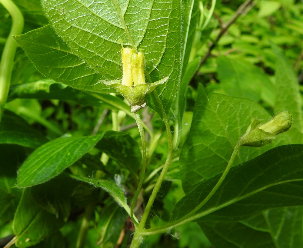 Lonicera involucrata - kehtokuusaman kukat ovat pareittain. Niillä on yhteinen kukintoperä, joka on yleensä noin 40-60 mm pitkä, kalju tai niukasti hapsi- ja nystykarvainen. 9.6.2023. Copyright Hannu Kämäräinen.