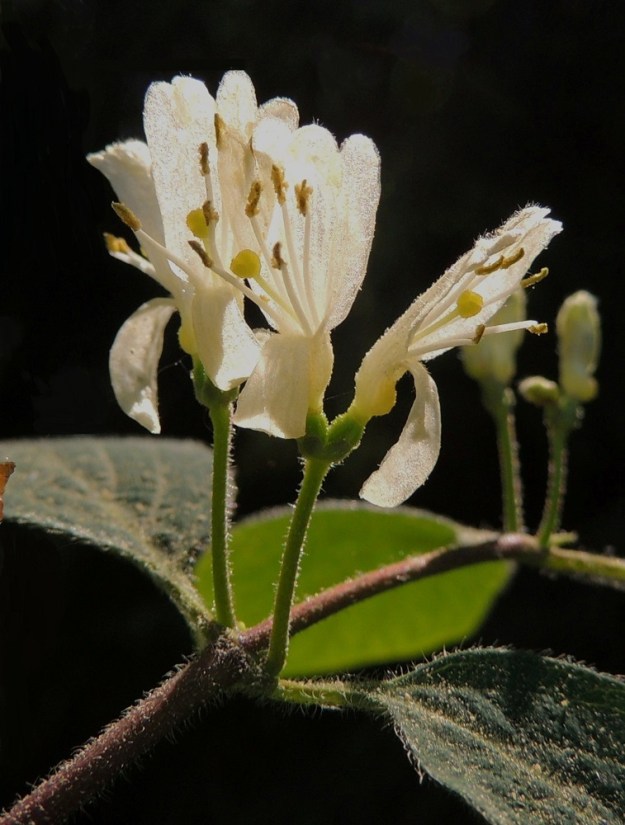 Lonicera xylosteum - lehtokuusaman vuosikasvaimet ja lehtiruodit ovat siirottavakarvaiset ja lyhyen nystykarvaiset. Kukat ovat lehtihangassa pareittain. Niiden yhteinen kukintoperä on karvainen ja yleensä noin 6-12 mm pitkä. Kukkaparin kukkapohjukset ovat pitkänpyöreät, noin 2 mm pitkät ja noin 1,5 mm leveät. Ne ovat tyveltään hieman yhdiskasvuiset. Kukkapohjuksen kärjessä on lähes huomaamattoman pieni verhiö, joka näkyy kuvassa vain kellanvihreänä raitana. Teriö on yhdislehtinen, vastakohtainen, kaksihuulinen ja valkoinen, kellanvalkoinen tai keltainen. Se on tavallisesti noin 10-15 mm pitkä. Torven osuus pituudesta on noin 4-5 mm. Sen etupuolella on mesiäispullistuma. EH, Hämeenlinna, Pullerinmäki, Viisari, Kahtoilammentien varressa olevan metsikön reunama, 25.5.2014. Copyright Hannu Kämäräinen.