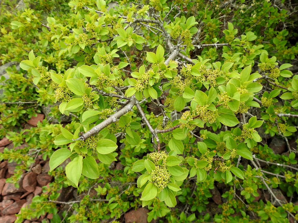 Rhamnus cathartica - orapaatsaman haarat ja oksat ovat usein lähes tai aivan vastakkaiset. Vuosiversot ovat tanakat, harmahtavat tai punaruskeat. A, Lemland, Björkö, Herröskatanin luonnonsuojelualue, eteläkärjen rantakalliot, 19.6.2023. Copyright Hannu Kämäräinen.