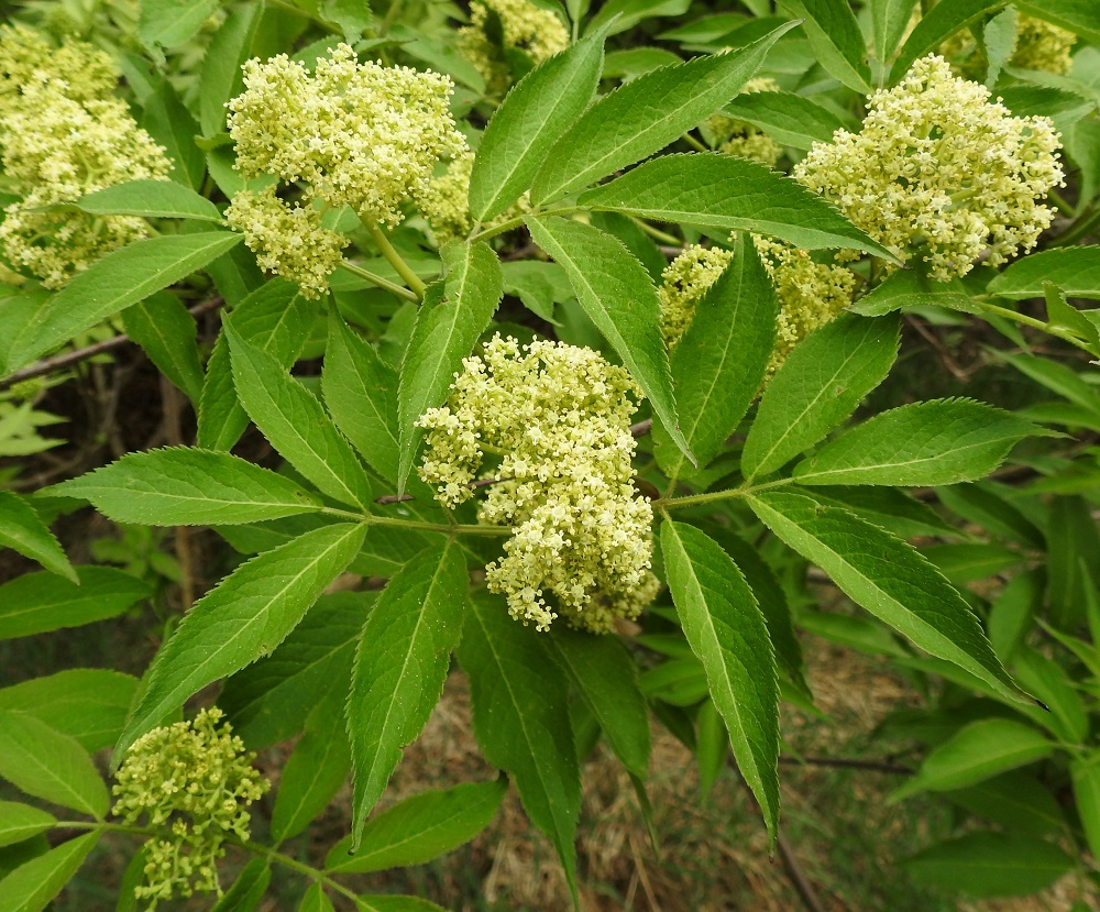 Sambucus racemosa - terttuseljan kukinnot ovat lehdekkäiden versojen kärjessä. Lehdet ovat uusissa versoissa vastakkain. Ne ovat parilehdykkäiset, päätöpariset ja ulkomitoiltaan useimmiten noin 10-18 cm pitkät sekä noin pituutensa levyiset. Ruodillisia lehdyköitä on tavallisesti 5-7. EH, Hämeenlinna, Kirstula, Tuiskula, Pälkäneentien (tie 57) itäpuolinen, Vanajaveden rantametsään rajoittuva peltoaukea, vanhan ladon metsittynyt ympäristö, 16.5.2018. Copyright Hannu Kämäräinen.