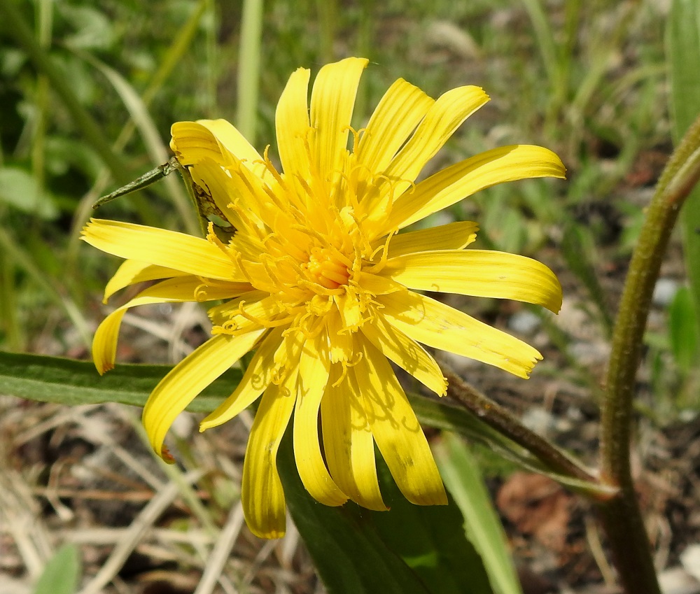 Scorzonera humilis - harjusikojuuren kielikukat ovat kaksineuvoiset. Niissä on viisi lähes huomaamatonta hedettä. Heteiden keltaiset ja kapean tasasoukat ponnet ovat lieriömäisen yhdiskasvuisesti emin vartalon ympärillä eivätkä juurikaan erotu siitä. Emiö on yksivartaloinen ja luotiltaan kaksiliuskainen. Keltainen vartalo luotteineen ja ponsilieriöineen nousee näkyville teriön kielen yläpuolelle. 30.5.2025. Copyright Hannu Kämäräinen.
