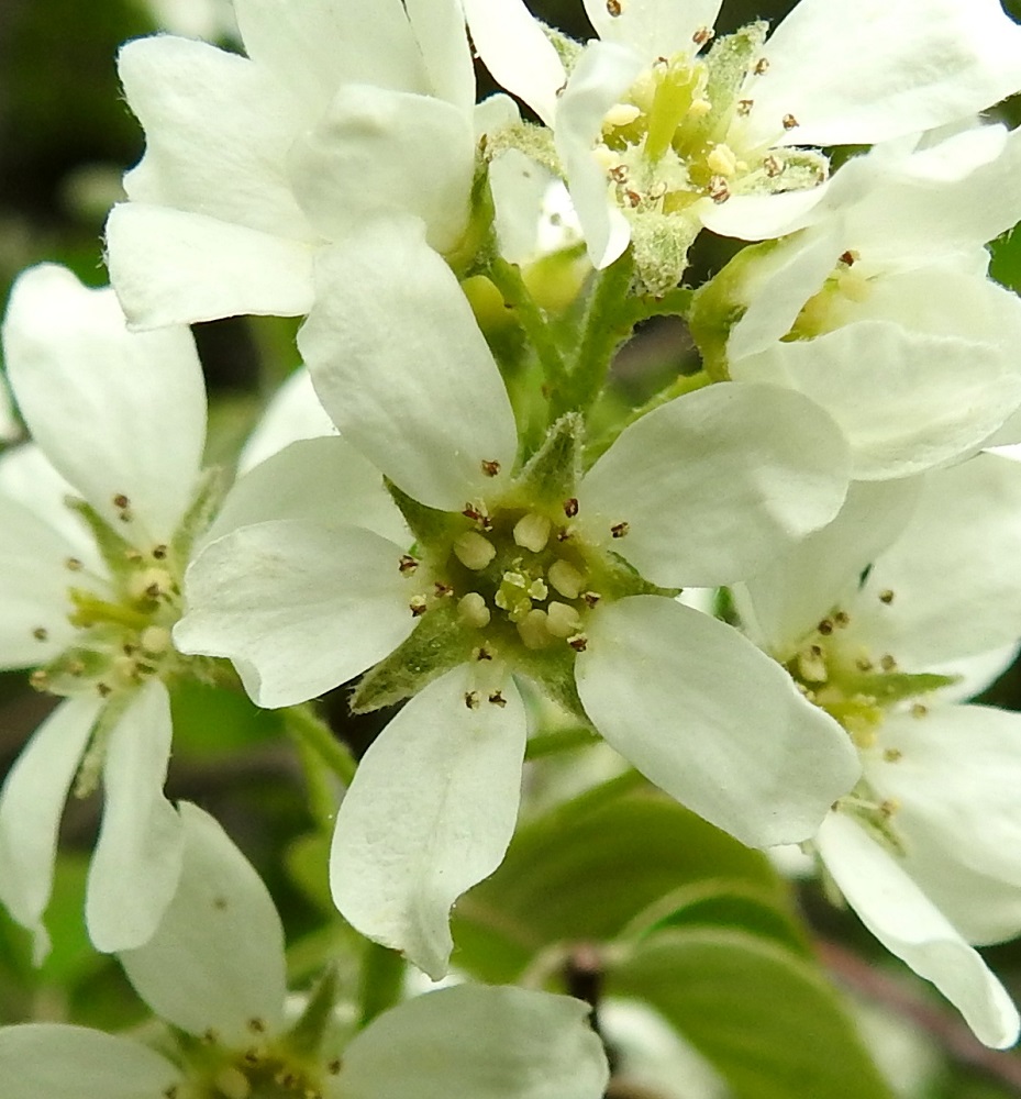 Amelanchier spicata - isotuomipihlajan kukassa on tavallisesti 20 hedettä, jotka näyttävät kuvan perusteella olevan ainakin osittain eriaikaisia. Heteiden palhot ovat valkoiset ja noin 2-3 mm pitkät. Ponnet ovat vaaleankeltaiset ja lähes pituutensa levyiset. Emejä on useimmiten viisi, ja niiden vihreät vartalot ovat yhteenkasvettuneet (kuvan ylälaita). Luotit ovat pienet ja nuppimaiset. Vartalot luotteineen ovat noin 2-3 mm pitkät. Sikiäin on kehänalainen, ja sen kärkiosa on tiheäkarvainen. Karvoitus näkyy valkoisena kuvan ylälaidassa, paksun, yhtyneen vartalotapin juuressa. EH, Hämeenlinna, Loimalahti, Kuokkamaa, Sammontien laita Myllyojan länsipuolella, ojanlaitametsikön reuna, 22.5.2021. Copyright Hannu Kämäräinen.