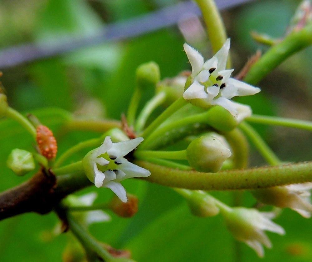 Frangula alnus - korpipaatsaman kukkien näkyvin osa on viidellä, säteittäisellä verholehdellä. Ne ovat yleensä valkoiset tai tyveltään vihertävät, kapean kolmiomaiset ja kaljut tai laidoiltaan lyhytkarvaiset sekä noin 2 mm pitkät ja tyveltään noin 1-1,3 mm leveät. Myös terälehtiä on viisi, ja ne sijaitsevat pystyssä verholehtien välissä ollen niitä pienempiä. Terälehdet ovat valkoiset, vastapuikeat, suippokärkiset ja kapenevatyviset sekä noin 1 mm pitkät ja kärkiosastaan noin 0,5-0,6 mm leveät. Heteitäkin on viisi, ja ne ovat tiiviisti terälehtien kohdalla. Niiden palhot ovat lyhyet, ja soikeat ponnet ovat lähes mustat. U, Hyvinkää, lounaiskulma, Kalkkivuorentien päässä, sen itäpuolella olevan Kalkkivuoren eteläpuolinen metsä, luonnonsuojelualue, 8.6.2013. Copyright Hannu Kämäräinen.