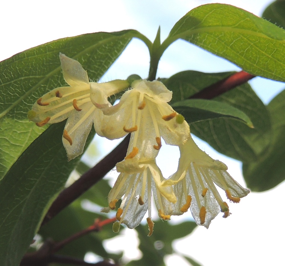 Lonicera caerulea - sinikuusaman teriö on kärjestään noin 10-12 mm leveä. Kärkiliuskat ovat pyöreä- tai suippopäiset, noin 5-7 mm pitkät ja noin 2-3 mm leveät. Teriön torveen kiinnittyneitä heteitä on viisi, ja ne ovat noin 12-15 mm pitkät yltäen teriöliuskojen kärjen tuntumaan tai hieman yli. 24.5.2013. Copyright Hannu Kämäräinen.