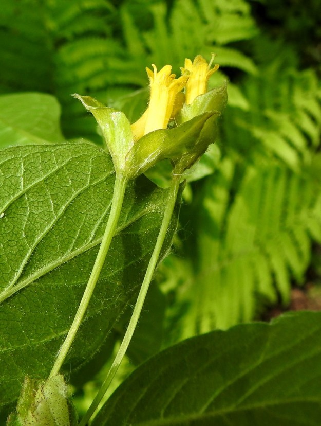 Lonicera involucrata - kehtokuusaman kukkaparin tyvellä on tieteellisen ja suomalaisen nimen mukaisesti kehtomainen tukilehtipari. Tukilehdet ovat vastakkaiset, ruodittomat, leveänpuikeat ja suippokärkiset sekä kourut. Ne ovat noin 10-20 mm pitkät, noin 10-15 mm leveät ja kukintavaiheessa vihreät sekä hapsi- ja nystykarvaiset. 9.6.2023. Copyright Hannu Kämäräinen.