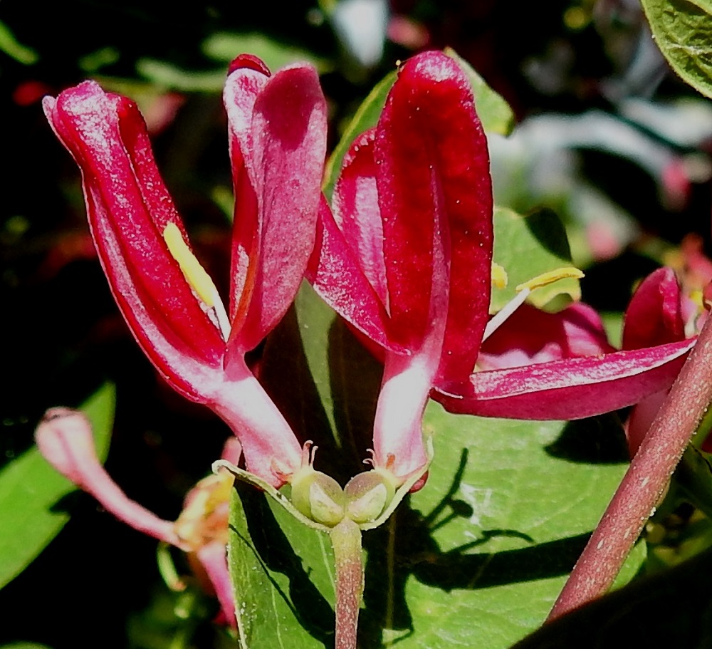 Lonicera tatarica - rusokuusaman teriö on yhdislehtinen, punainen, vaaleanpunainen tai harvoin valkoinen ja kalju.Se on ennen liuskojen avautumista yleensä noin 15-20 mm pitkä. Torven osuus pituudesta on noin 5-8 mm, ja sen tyvellä on mesiäispullistuma. Kukkaparin juurella on kaksi vastakkaista, rihmamaisen kapeaa tukilehteä, jotka ovat noin 3-6 mm pitkät. Lisäksi tyvellä on neljä puikeaa tai soikeahkoa esilehteä, jotka ovat noin 1-1,8 mm pitkät ja enintään noin 1 mm leveät. Kukkaparin kukkapohjukset ovat pitkänpyöreät, kaljut, noin 2,5-3 mm pitkät ja noin 1,2-1,5 mm leveät. Ne ovat tyveltään enintään hieman yhdiskasvuiset. Kukkapohjuksen kärjessä on lähes huomaamaton verhiö, joka on noin 0,5-1 mm pitkä ja päästään viisihampainen. 10.6.2023. Copyright Hannu Kämäräinen.