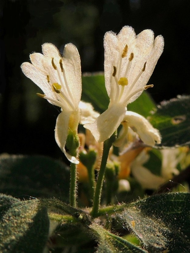 Lonicera xylosteum - lehtokuusaman teriön ylähuuli on pysty, lähes suora, noin 7-10 mm pitkä ja kärkiosastaan noin 6-8 mm leveä. Ylähuulen kärki on matalasti neliliuskainen. Liuskat ovat pyöreäpäiset, noin 1,5-2,5 mm pitkät ja lähes pituutensa levyiset. Alahuuli on voimakkaasti alaspäin suuntautunut, liuskaton, noin 6-9 mm pitkä ja kärkiosastaan noin 2-3 mm leveä. Teriön torveen kiinnittyneitä heteitä on viisi, ja ne ovat noin 8-12 mm pitkät. Ponnet ovat lähes tasasoukat, ja niiden osuus heteiden pituudesta on noin 2-2,5 mm. Emi on yksivartaloinen vartalon ollessa noin 7-10 mm pitkä. Luotti on nuppimainen, keltainen ja halkaisijaltaan noin 1 mm. EH, Hämeenlinna, Pullerinmäki, Viisari, Kahtoilammentien varressa olevan metsikön reunama, 25.5.2014. Copyright Hannu Kämäräinen.