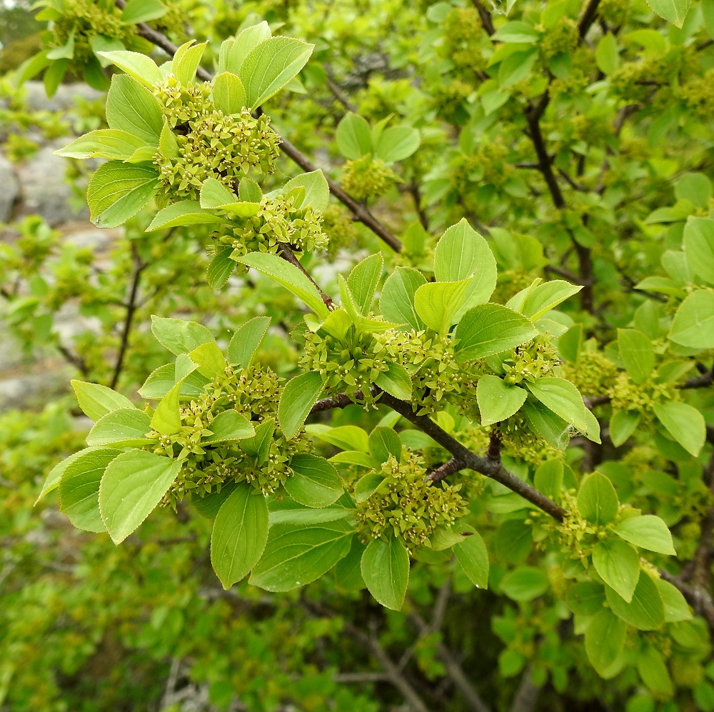 Rhamnus cathartica - orapaatsaman kukinnot ovat lyhytversojen lehtihangoissa. A, Lemland, Björkö, Herröskatanin luonnonsuojelualue, eteläkärjen rantakalliot, 19.6.2023. Copyright Hannu Kämäräinen.