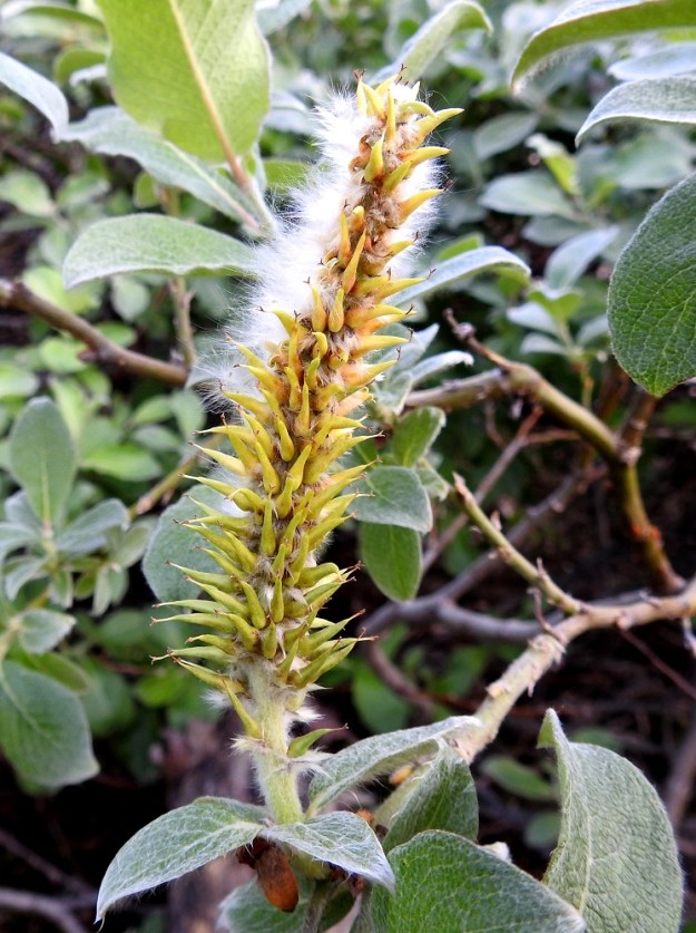 Salix lanata - villapajun eminorkot ovat hedelmävaiheessa noin 50-100(-120) mm pitkät ja noin 18-20 mm leveät. Myös norkkoperän lehdet kasvavat kukinnan jälkeen vähän isommiksi. Norkkoperä ja -ranka ovat tiheäkarvaiset. Hedelmöityneestä sikiäimestä kehittyy tyveltään pullea ja kärkeä kohti pitkäkaulaisesti kapeneva kota, joka on perätön, yksilokeroinen ja monisiemeninen. Se on vihreä, vaaleanvihreä tai vaaleanruskehtava ja kalju sekä noin 6-9 mm pitkä ja tyviosastaan noin 2,5-3 mm leveä. EnL, Enontekiö, Kilpisjärvi, Kilpisjärven ranta Retkeilykeskuksen venelaiturin pohjoispuolella, lähellä vesirajaa, 475 m mpy, 10.7.2018. Copyright Hannu Kämäräinen.