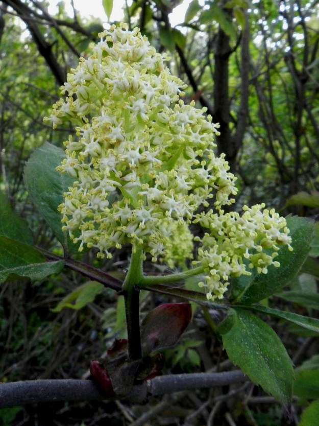 Sambucus racemosa - terttuseljan kukinnot ovat lähinnä munamaisia tai pyöreähköjä ja tiheitä kerrannaishuiskiloita, jotka ovat yleensä noin 4-6 cm pitkiä ja noin 3-6 cm leveitä. Kukintoperä on noin 2-3 cm pitkä. Toisinaan kukinto voi kuvan tavoin myös haaroa tyveltään. EH, Hämeenlinna, Kirstula, Riihimäen kaakkoislaita, Pälkäneentien (tie 57) ja Kirstulantien välinen metsikkökaista, 23.5.2012. Copyright Hannu Kämäräinen.