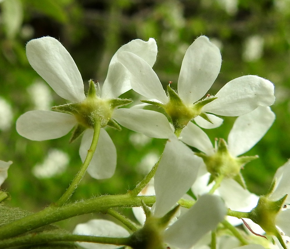 Amelanchier spicata - isotuomipihlajan kukkapohjus on kartiomainen, vihreä ja noin 2-2,5 mm pitkä. Verholehtiä on viisi. Ne ovat kapean kolmiomaiset, vihreät, noin 2,5-4 mm pitkät ja noin 1,5-2 mm leveät. Kukkapohjus ja verholehdet ovat vaalean kähäräkarvaiset ja kukinnan edetessä kaljuuntuvat. Kukkaperä on noin 10-20 mm pitkä, vaihtelevasti karvainen ja kaljuuntuva. EH, Hämeenlinna, Loimalahti, Kuokkamaa, Sammontien laita Myllyojan länsipuolella, ojanlaitametsikön reuna, 22.5.2021. Copyright Hannu Kämäräinen.