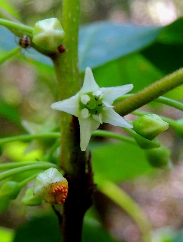 Frangula alnus - korpipaatsaman verholehtien kaartuessa säteittäin ulospäin kukka on tavallisesti noin 4-5 mm läpimitaltaan. Kukkapohjuksen pohjalla on pallomainen sikiäin, jonka kärjessä on noin 1 mm pitkä vartalo. Sen päässä on kuvassakin erottuva, vihertävä ja nuppimainen luotti. Nopeasti kehittyvä ruostesieni näyttää ehtivän kukoistukseensa jo ennen loisimansa kukkanupun avautumista. U, Hyvinkää, lounaiskulma, Kalkkivuorentien päässä, sen itäpuolella olevan Kalkkivuoren eteläpuolinen metsä, luonnonsuojelualue, 8.6.2013. Copyright Hannu Kämäräinen.