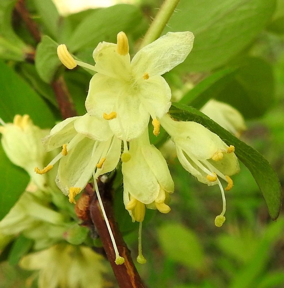 Lonicera caerulea - sinikuusaman heteiden palhot ovat valkoiset ja kaljut. Ponnet ovat lähes tasasoukat, keltaiset, ja niiden osuus heteiden pituudesta on noin 1,5-2 mm. Emejä on yksi, ja sen vartalo on valkoinen, kalju ja noin 16-20 mm pitkä. Luotti on nuppimainen, kellanvihreä ja halkaisijaltaan noin 1 mm. Emin vartalo luotteineen yltää usein reilusti teriön ulkopuolelle. 30.5.2022. Copyright Hannu Kämäräinen.