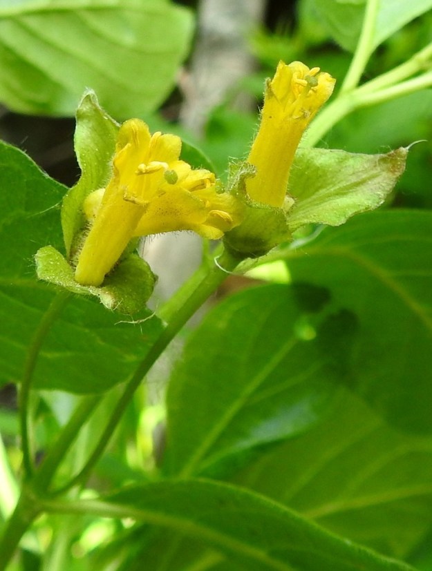 Lonicera involucrata - kehtokuusaman teriö on yhdislehtinen, torvimainen, keltainen ja tavallisesti noin 10-20 mm pitkä. 9.6.2023. Copyright Hannu Kämäräinen.