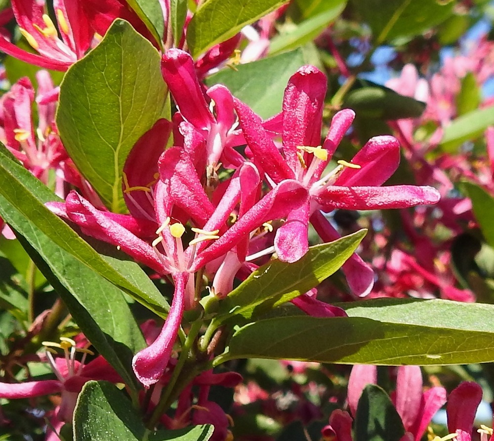 Lonicera tatarica - rusokuusaman teriönliuskat avautuvat siirottaen yläviistoon tai vaakatasoon saakka, jolloin teriö on läpimitaltaan tavallisesti noin 20-30 mm. 10.6.2023. Copyright Hannu Kämäräinen.