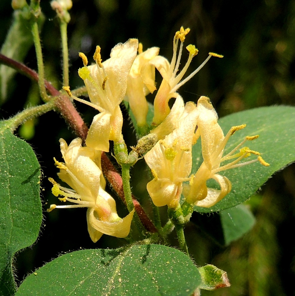 Lonicera xylosteum - lehtokuusaman teriön väri voi samassakin versossa olla valkoinen tai keltainen. Teriö, heteiden palhot ja emin vartalo ovat lyhytkarvaiset. Kukkaparin tyvellä on kaksi vastakkaista, rihmamaisen kapeaa tukilehteä, jotka ovat noin 1,5-2 mm pitkät. Lisäksi tyvellä on neljä pyöreämuotoista esilehteä, jotka ovat noin 1-1,5 mm pitkät ja pareittain alaosastaan hieman yhteenkasvaneet. EH, Hämeenlinna, Pullerinmäki, Viisari, Kahtoilammentien varressa olevan metsikön reunama, 25.5.2014. Copyright Hannu Kämäräinen.